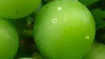 Oeuf de ver de grappe